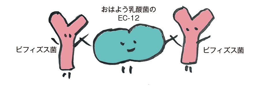 ビフィズス菌とおはよう乳酸菌のEC-12