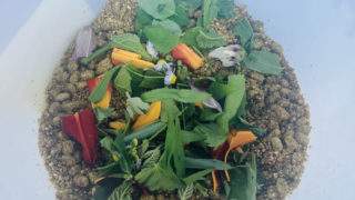 もろみ麹と野草